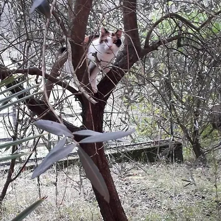 La Casa Nel Bosco